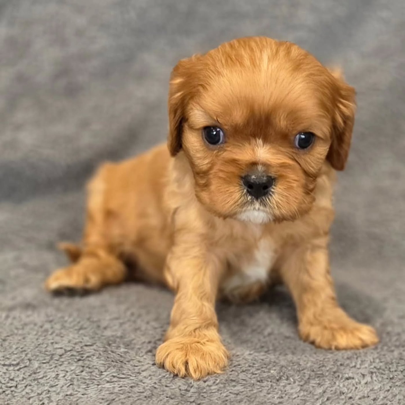 Brandon, a Cavalier King Charles Spaniel puppy