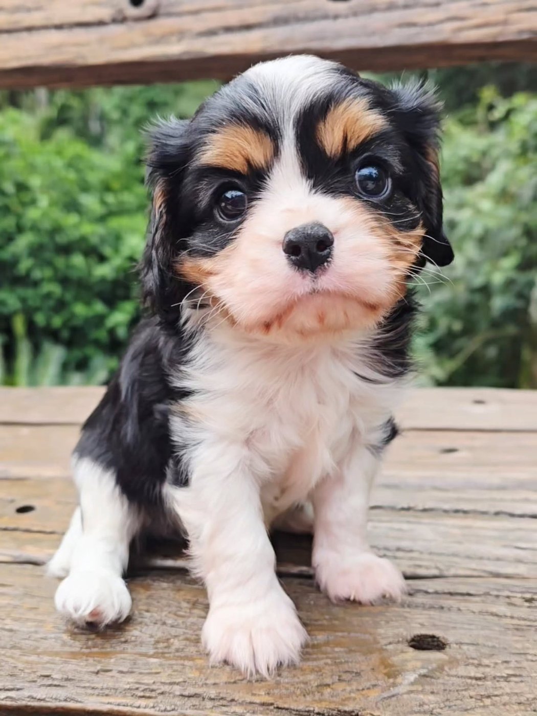 Charlie, a Cavalier King Charles Spaniel puppy