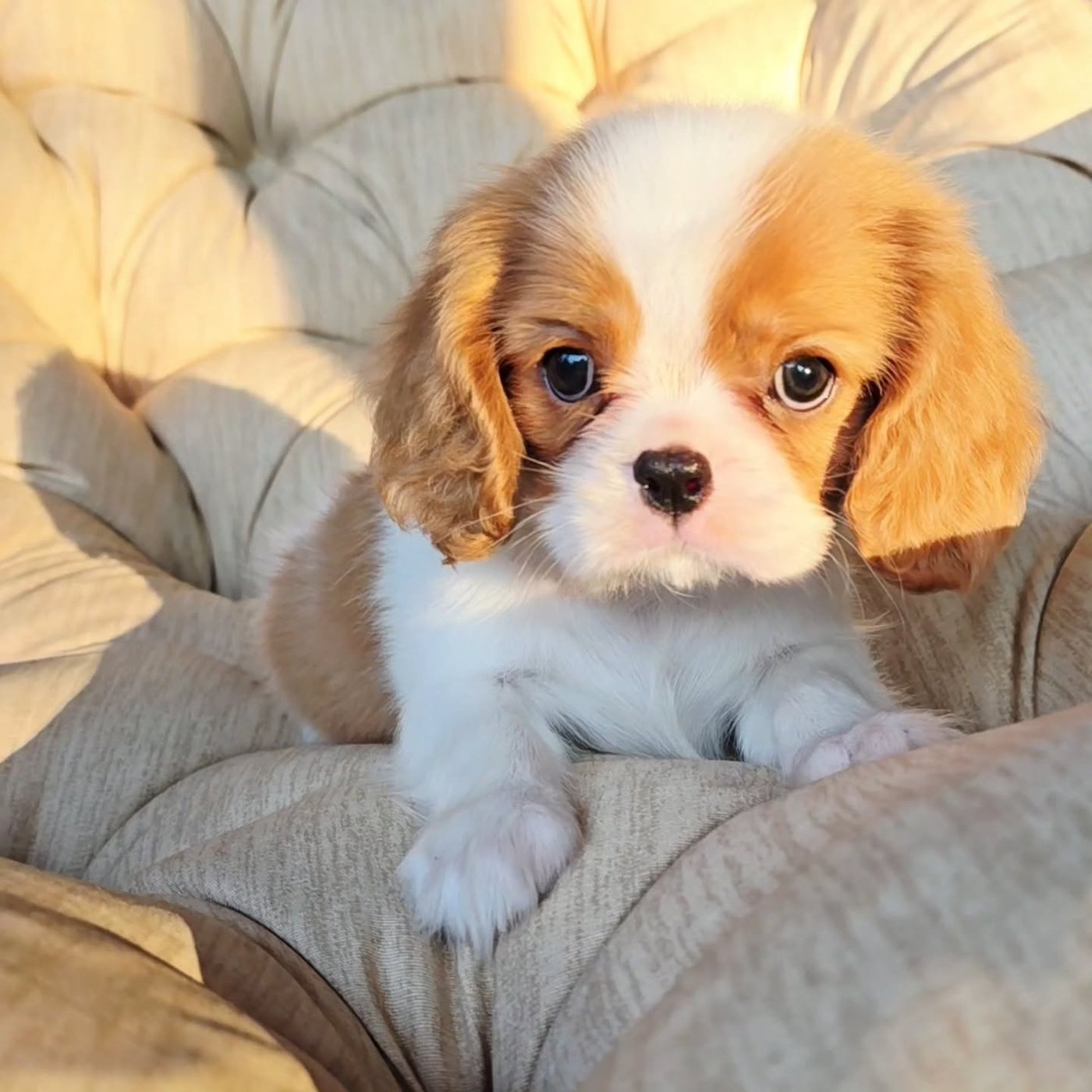 Charmin, a Cavalier King Charles Spaniel puppy