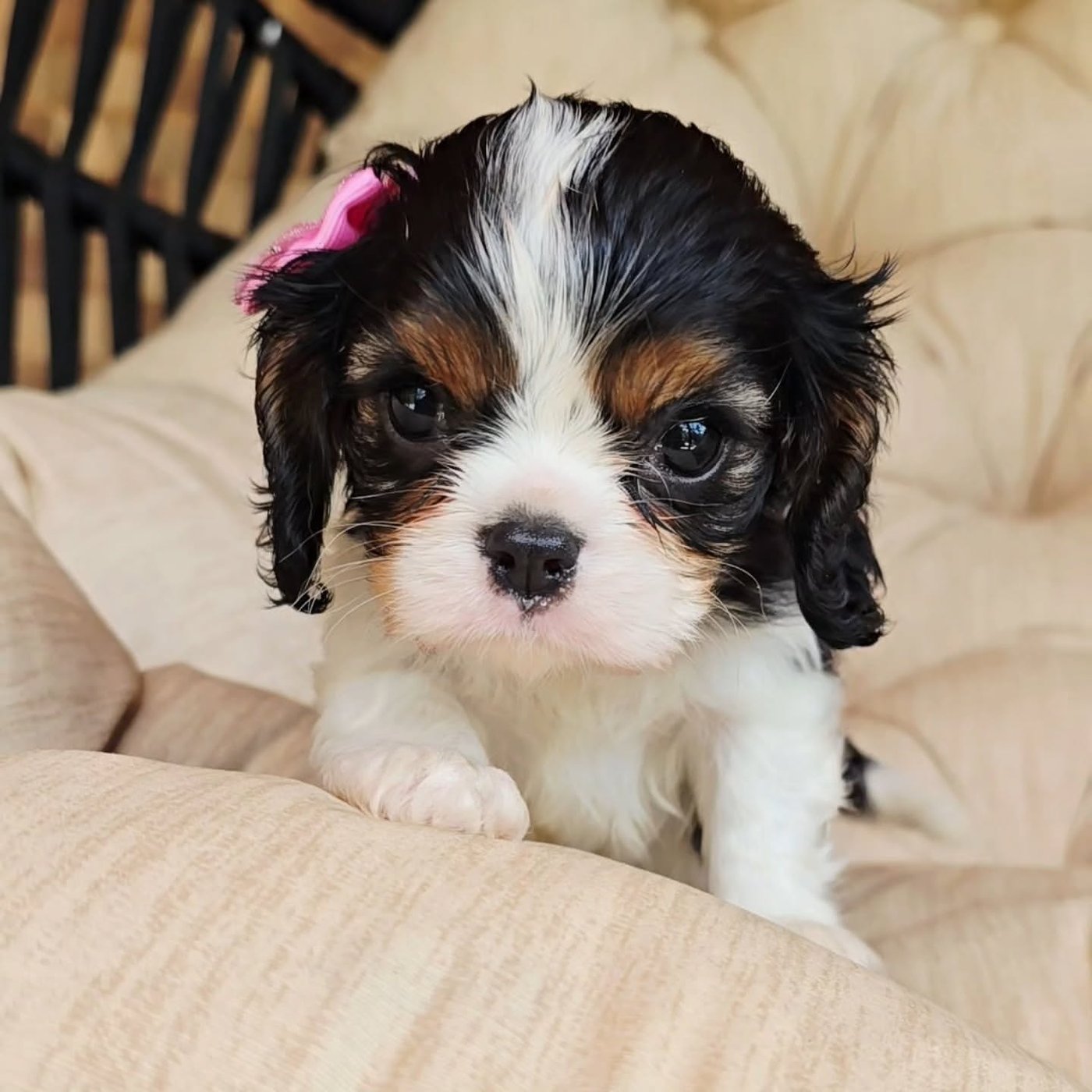 Cindy, a Cavalier King Charles Spaniel puppy
