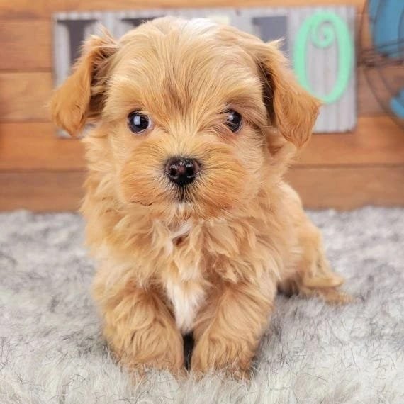 Danny, a Maltipoo puppy