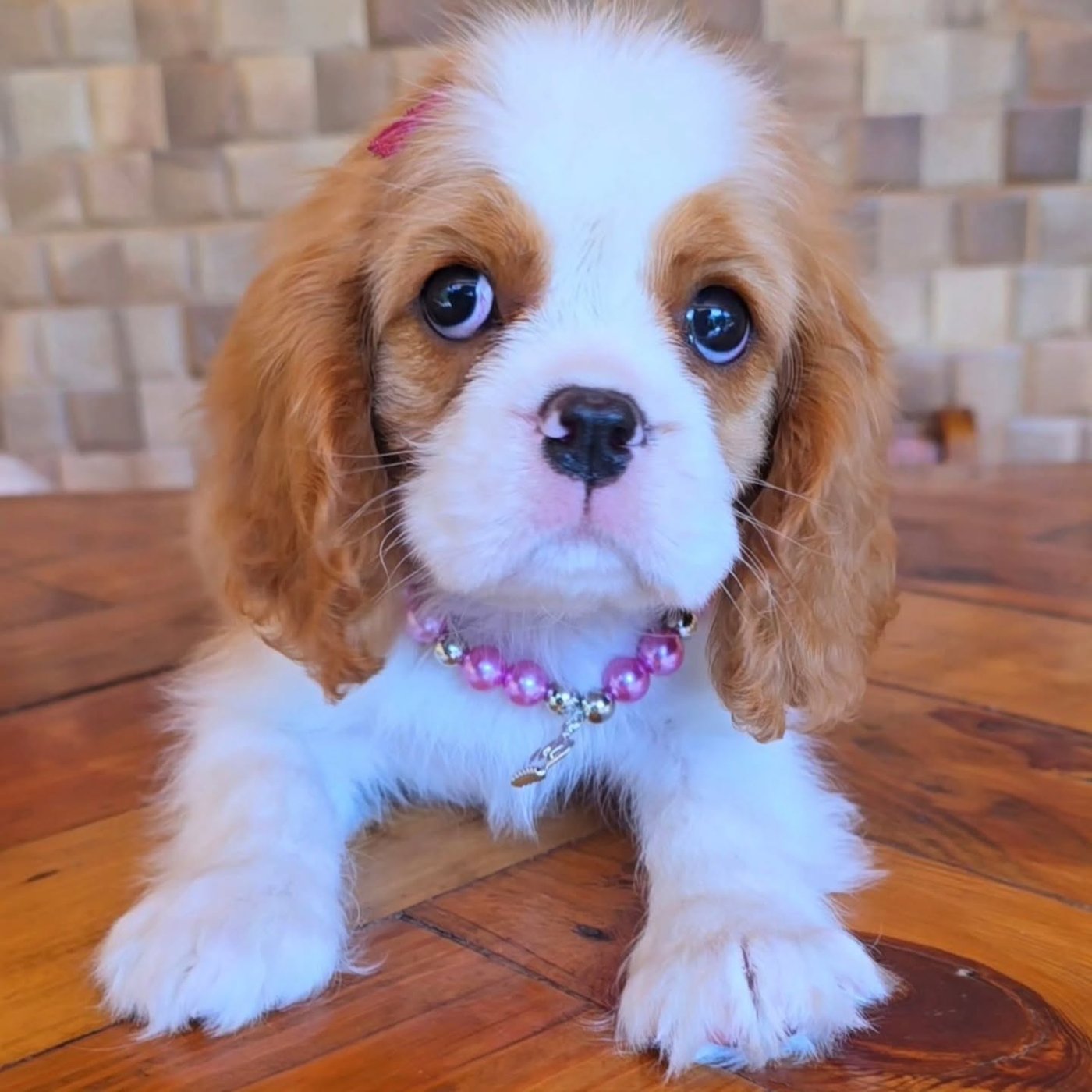 Debby, a Cavalier King Charles Spaniel puppy