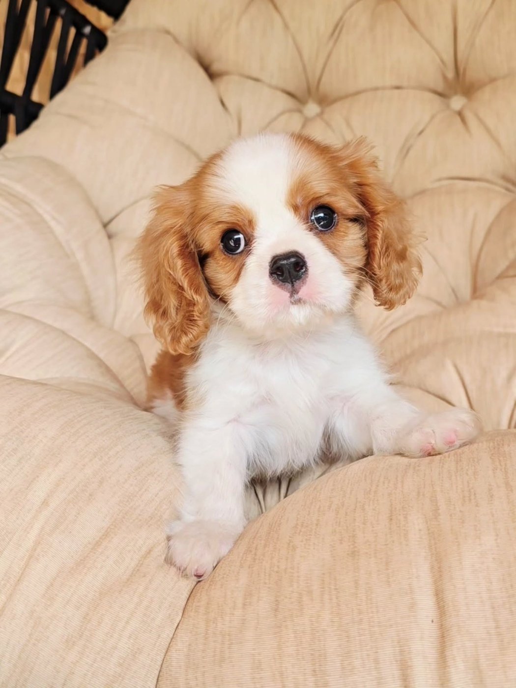 Flurry, a Cavalier King Charles Spaniel puppy