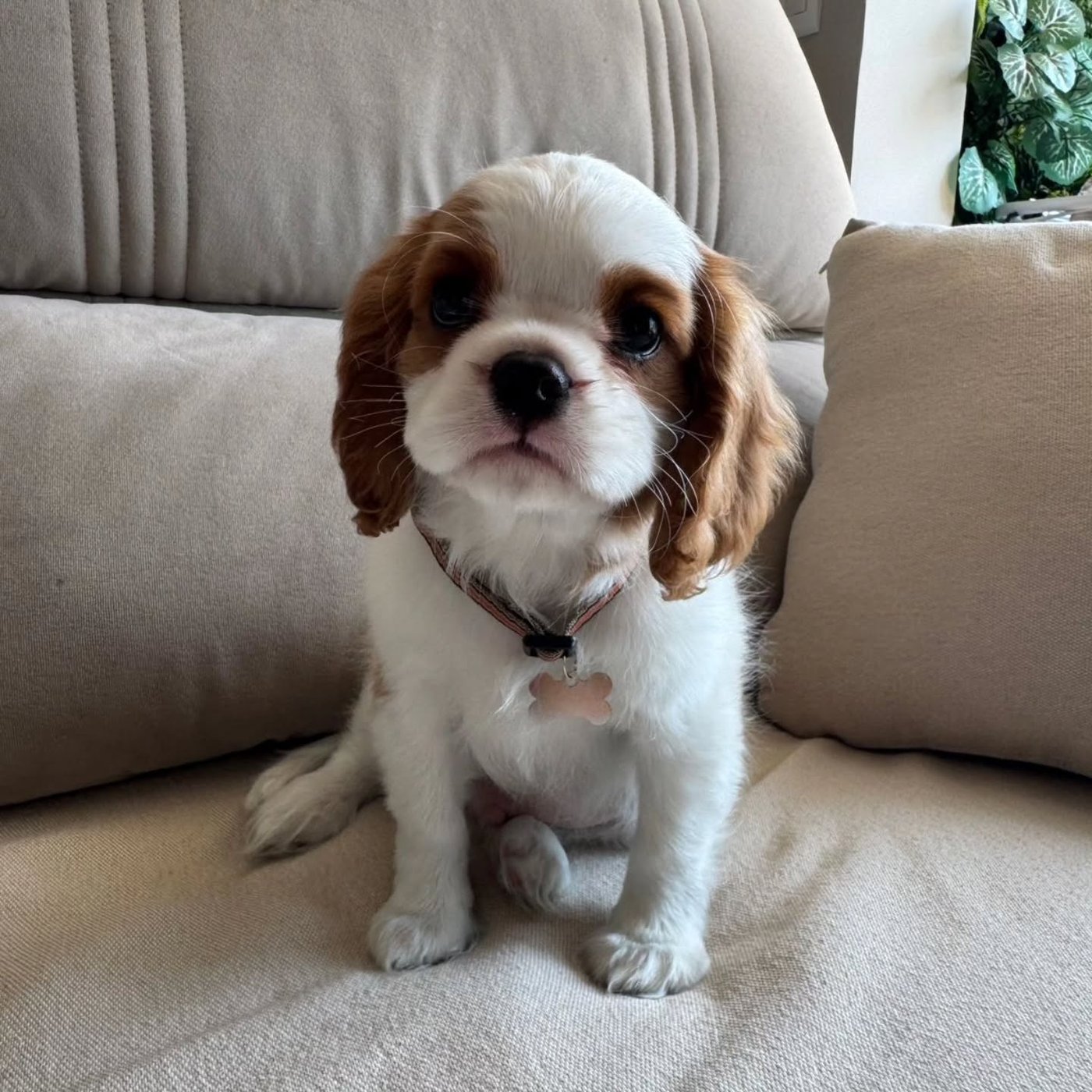 Hula, a Cavalier King Charles Spaniel puppy