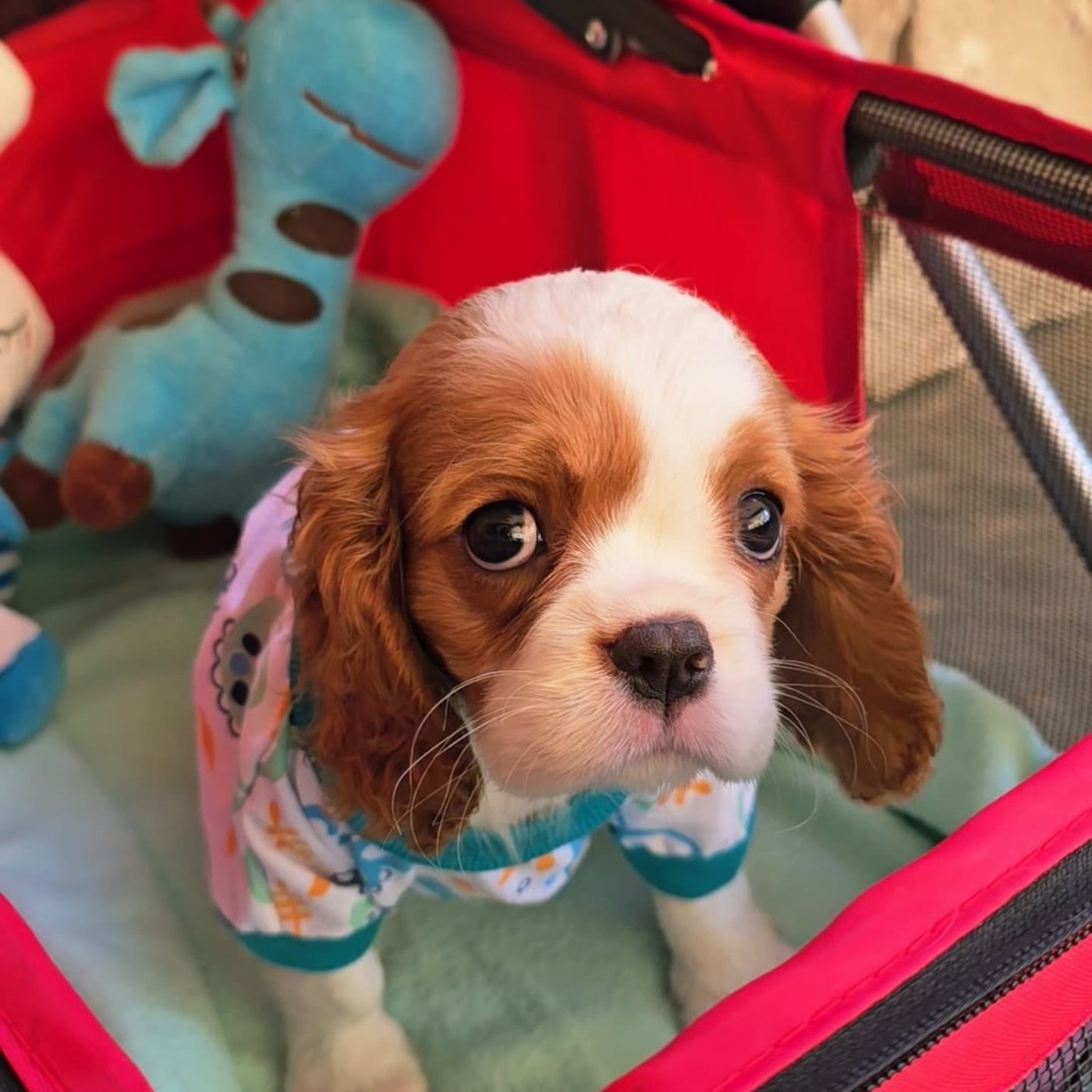 Jon, a Cavalier King Charles Spaniel puppy
