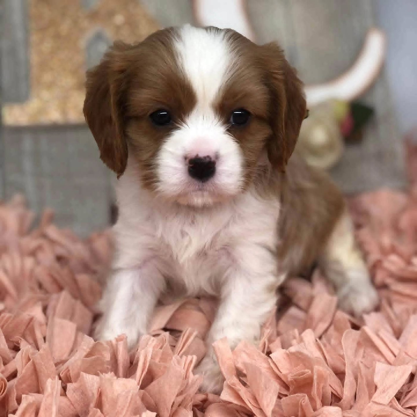 King, a Cavalier King Charles Spaniel puppy