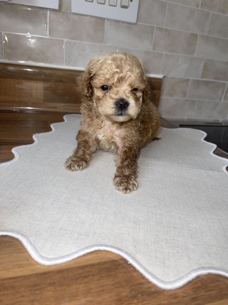 Larry, a Maltipoo puppy