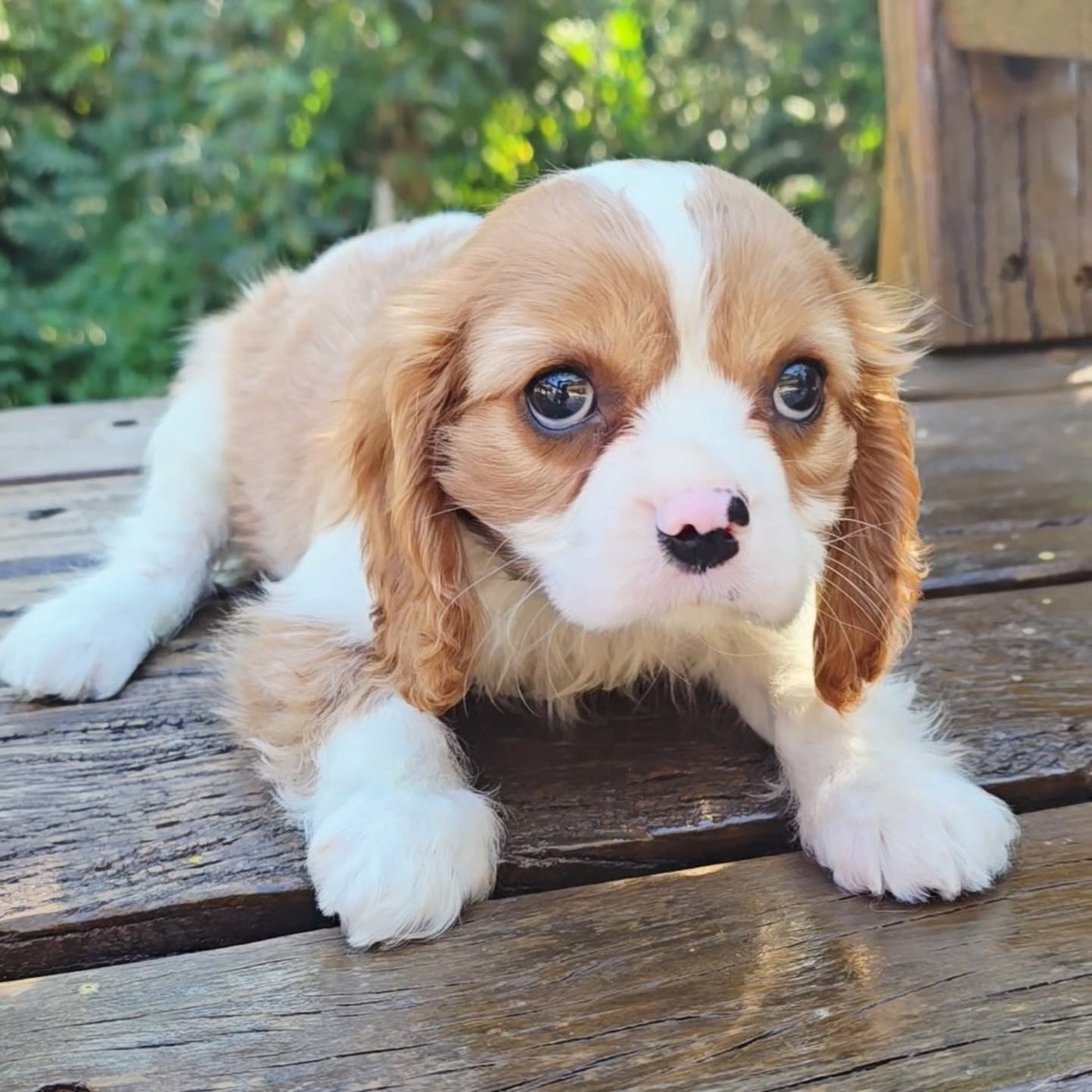 Leslie, a Cavalier King Charles Spaniel puppy