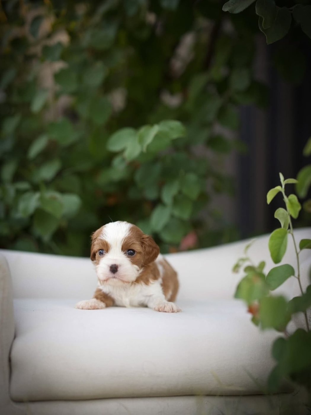 Lucy, a Cavalier King Charles Spaniel puppy