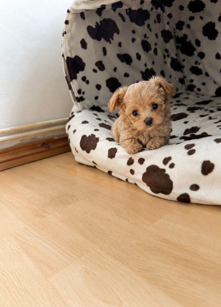 Lulu, a Maltipoo puppy