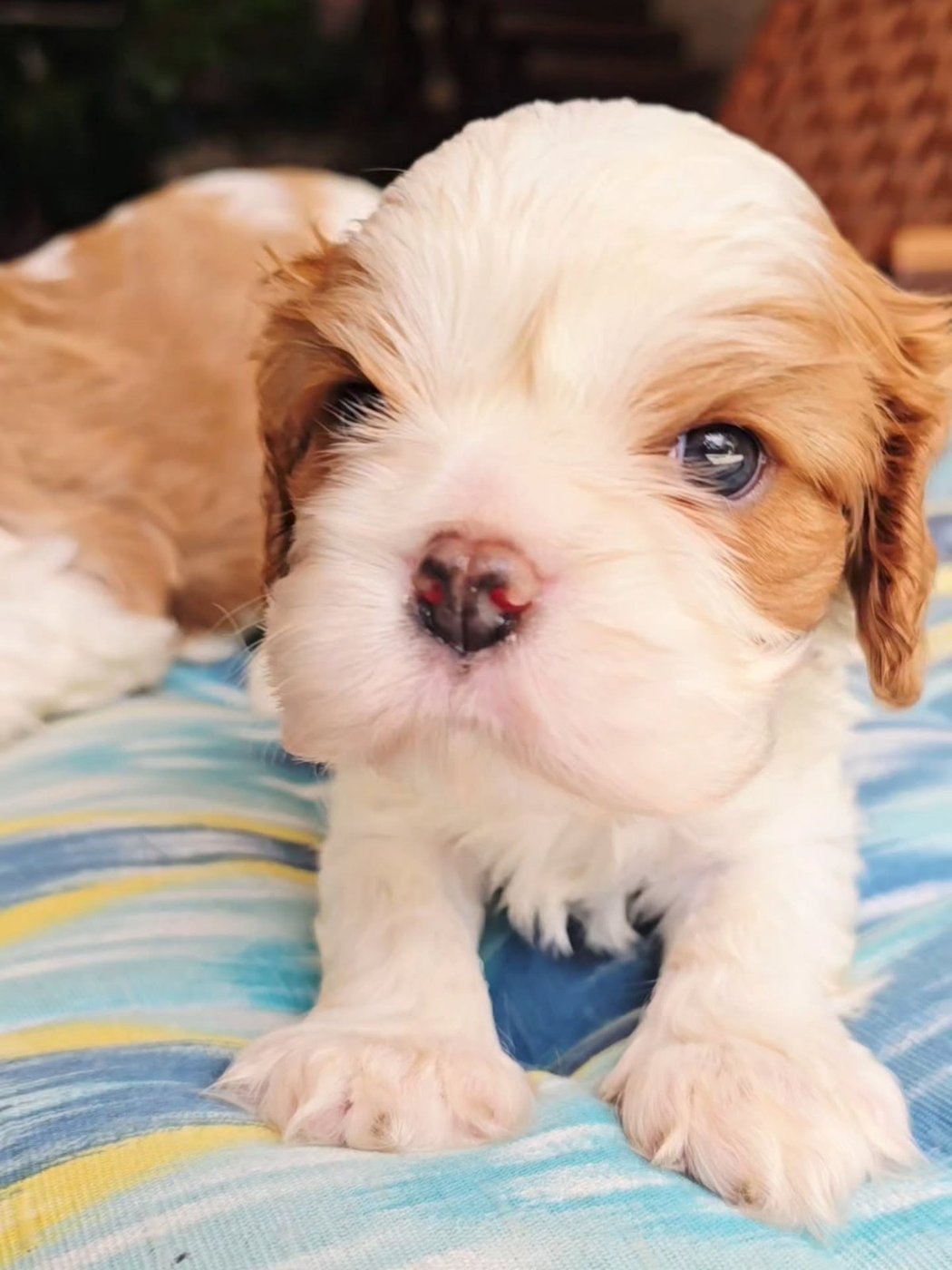 Mac, a Cavalier King Charles Spaniel puppy