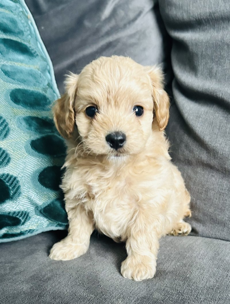 Max, a Maltipoo puppy