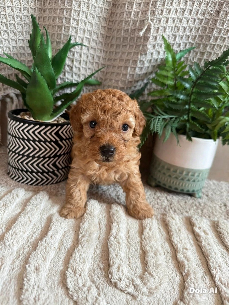 Milo, a Maltipoo puppy