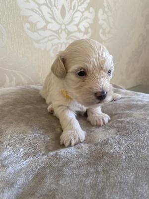 Sammy, a Maltipoo puppy