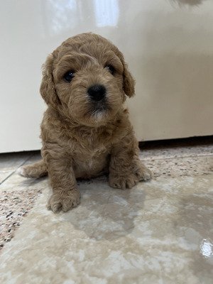 Shanzy, a Maltipoo puppy