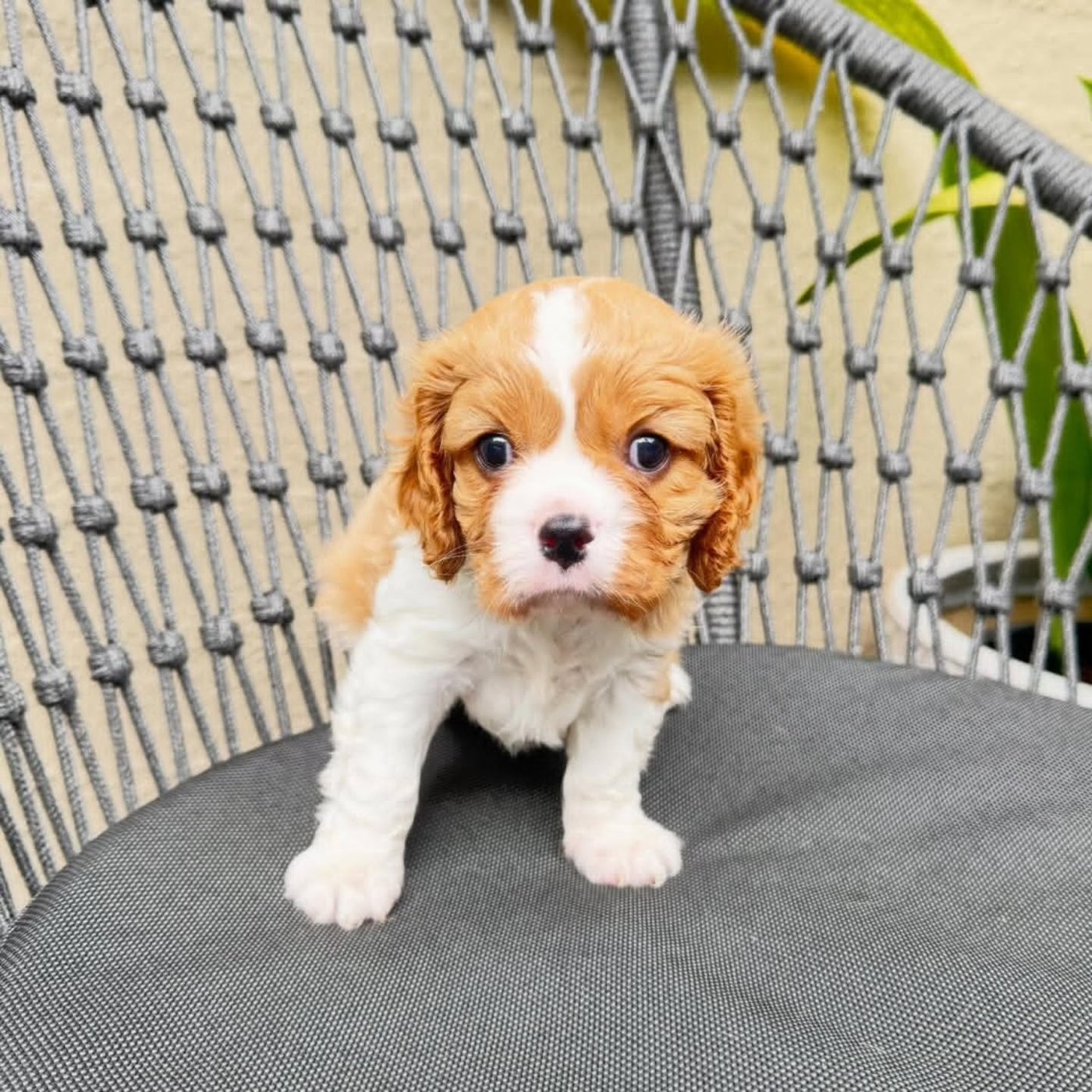 Spora, a Cavalier King Charles Spaniel puppy