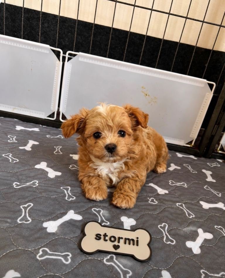 Stormi, a Maltipoo puppy